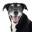 Justfoodfordogs Logo